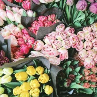 Bouquet of mixed tulips